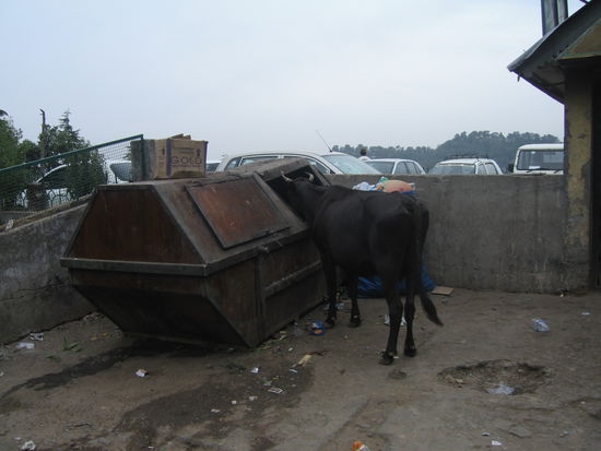 Indische Kuehe essen die unglaublichsten Dinge! Ich hab sie nicht nur verderblichen Muell sondern auch Plastiktueten essen sehen!