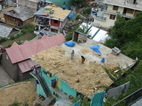 Das Korn wird immernoch von Hand gedroschen! Wir koennen uns nur wundern, dass der Fortschritt noch nicht hier angekommen ist...