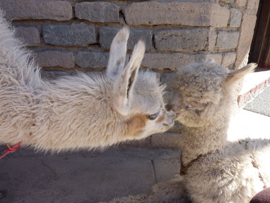 Und hier, wie angekuendigt, mein erstes Alpacita! (rechts)