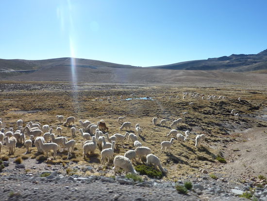 Diesesmal waren wir wach auf der Hochebene!
Llamitas, wie die Peruaner sie nennen! (Lamaherden)