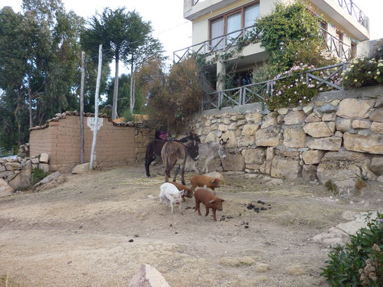 Ausser uns paar Touris gab´s nur Esel und Schwein...