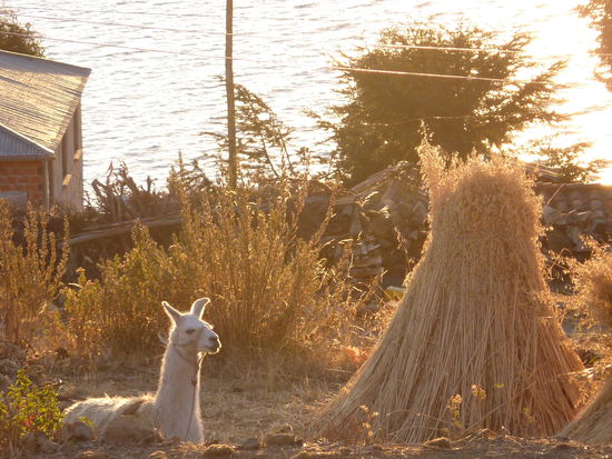 Das Lama hab ich nie stehen sehen! Es lag da abends schon rum 