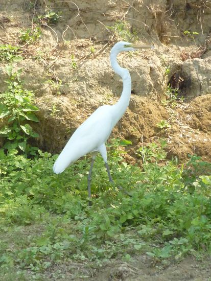 ...und Viecherzeugs anschaun...