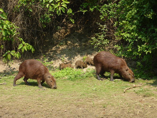 ...ich sag mir einfach, solange DIE noch am Ufer grasen und die Kids die Finger in den Fluss halten waehrend der Fahrt, werden die Aligatoren mich doch in Ruhe lassen!
