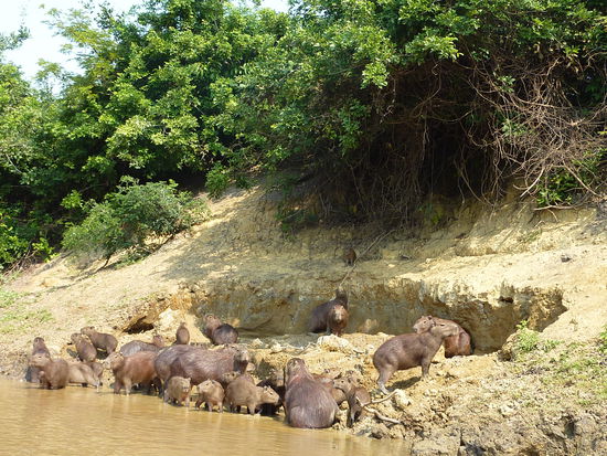 Diese groesste Rattenart der Welt (ich find ja eher die sehen wie ueberdimensionale Meerschweinchen aus) muessen immer die Erde essen mit den Mineralien drin, denn das Gruenzeug, das sie sonst so essen vergiftet ihre Nieden und die Mineralien entoxinieren sie wieder! Naemlich! 
Hab ich auf Spanischverstanden! 