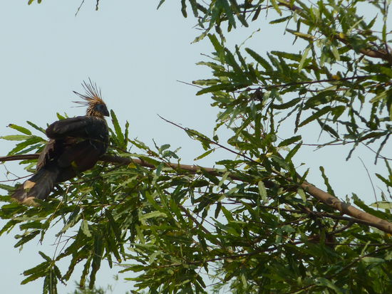 Das sind glaub meine Lieblingshuehner dort!
Die sehen so lustig aus und sind immer total aufgeregt. Sie muessen immer ganz viel gackern und wegflattern wenn wir kommen, sodass ich tatsaechlich kein einziges gscheites Bild von ihnen bekommen hab!