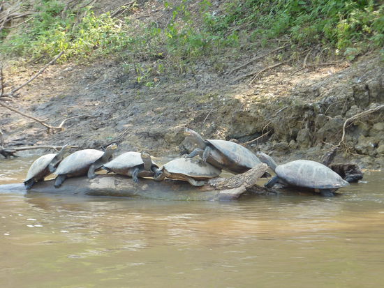 Und die Schildkroeten!!! Ueber die koennte ich mich auch ewig amuesieren!!!
Auch Ismail konnte nicht sagen, warum die immer aufgeschichtet rumhaengen!