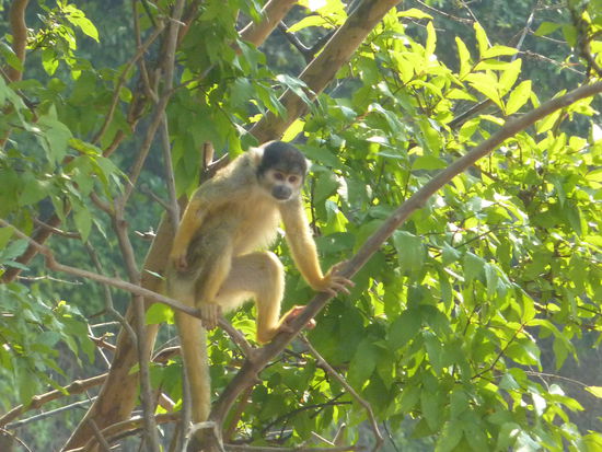Fast haette ich einen von denen mitgebracht!!!