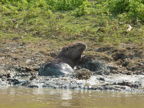 Die muessen doch ne Schweineart sein!!!
