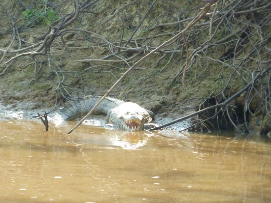 Und ich hab trotzdem Angst vor denen!!!
Das mit dem offenen Maul machen sie anscheinend zur Entspannung NACHDEM sie gut gegessen haben! 
Na hoffentlich!