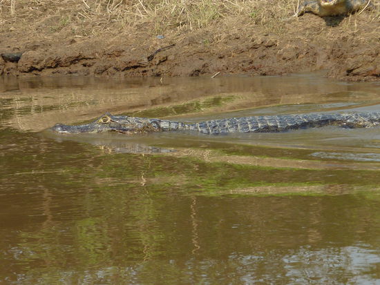 Wenn wir vorbeikommen wird gerne vom Ufer ins Wasser gegangen und direkt vor unserem Kanu abgetaucht...