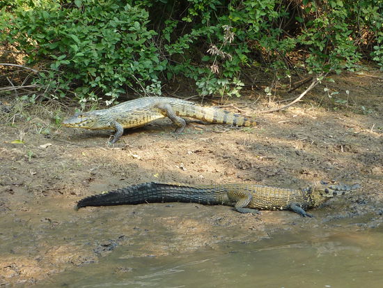 Unsere Biostunde Teil II:
Hier im Amazonas gibt es nur Aligatoren und Kaimane, keine Krokodile. 
Aligatoren sind die Hellen (oben) und sie werden nicht so gross und sind nicht so aggressiv.
Kaimane haben diese schwarzen Beine und Schwaenze und konnen bis zu 5- 6 m lang werden. Das hat Ismael aber noch nicht gesehen!
Sein laengster war viell 4,5 und unserer am 2. Tag 3,5m!
Uuuaaarrrgggg!!!