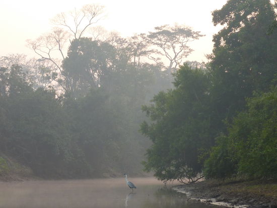 ....aber toll die Tiere zu beobachten so frueh und den Urwald zu hoeren, wenn er aufwacht...