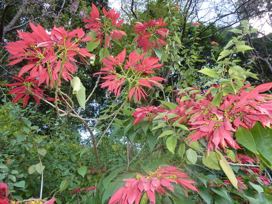 Weihnachtssterne im Thai-Style! 
[Da koennen unsere noch ein bisschen wachsen, nicht war Schreiber-Maedels?! ]