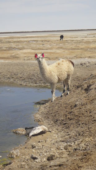Las LLamitas  - que lindo!!!