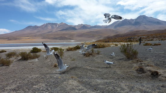 Ob die (Moeven) wohl noch aus den Zeiten hier sind, als es noch ein Meer war?