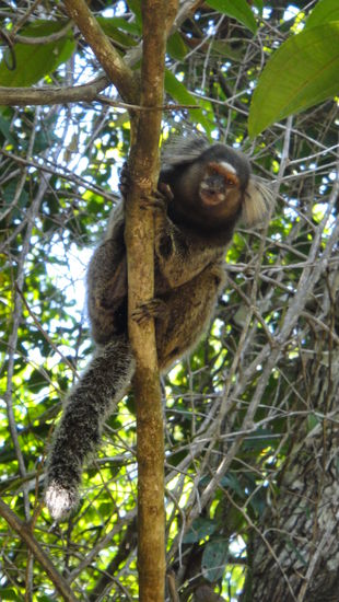 ...2 1/2 Std. durch den Dschungel und vorbei an den schoenen Aeffchen...