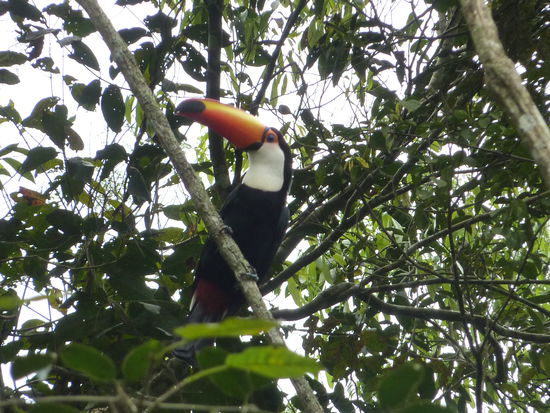 Mein Freund der Tukan, der Tukan, der Tukan war auch da... 