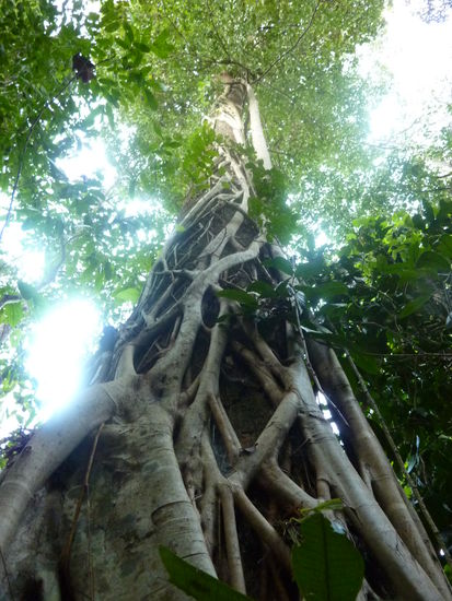 900 Jahre alter Baum - die restlichen Infos waren leider in Thai...