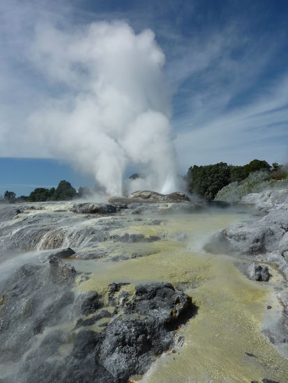 Der Geysir Te Puia in Aktion.
