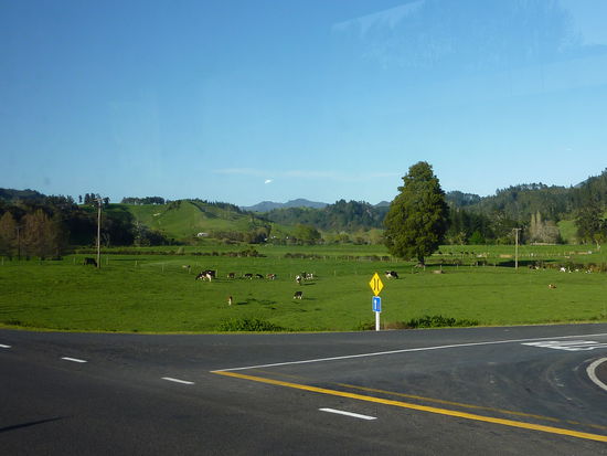 Weiter durch das Gruen nach Roturua