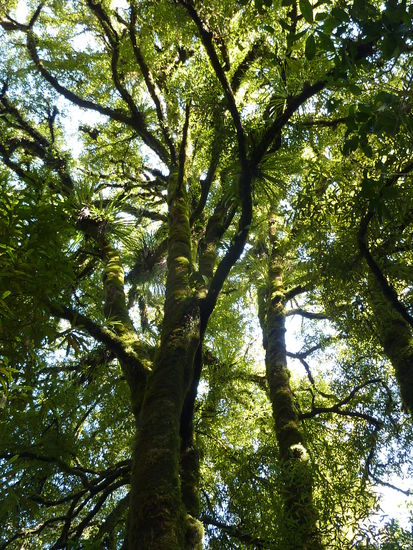 Urwaldspaziergang. Alle Pflanzen sind hier mit Moos ueberwuchert. Sieht aus wie in nem Maerchenwald!