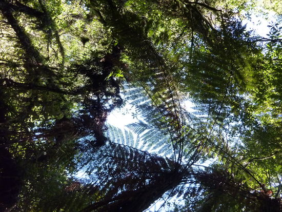 Diese krassen Farne!!! Die Kiwis und Kanadier finden's voll komisch, dass ich die so gross finde und es in Europa so kleine Farne gibt...