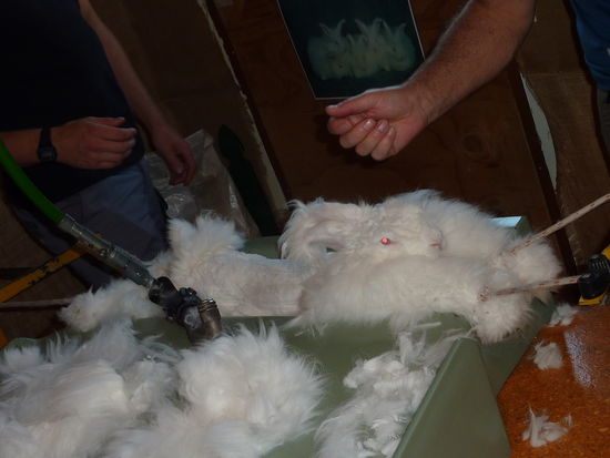 Hase nacher...das MUSS man gesehen haben...