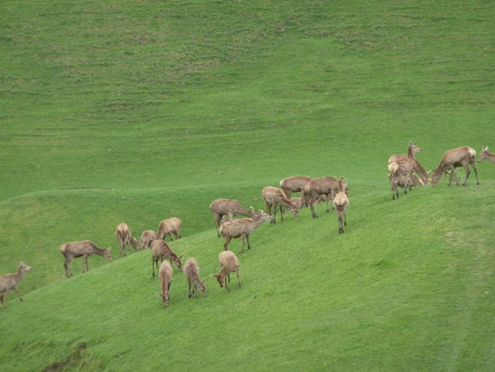 Rotwildzucht hier so gross ist, wusste ich auch nicht.