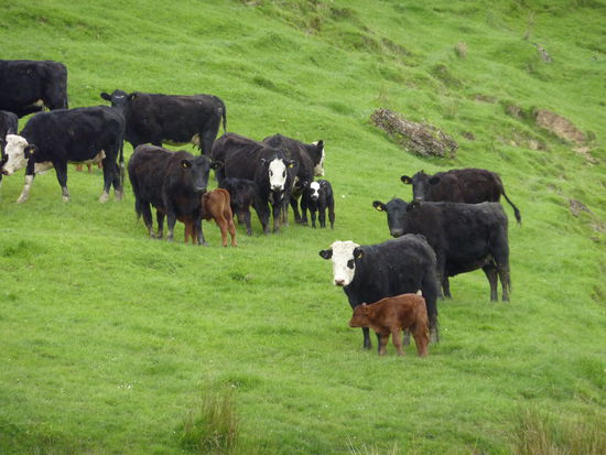 Und d'Kiah (auf hochdeutsch: die Kuehe  )