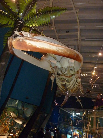 Und das is das Skelet von irgend so nem riessen Fisch oder Wal...