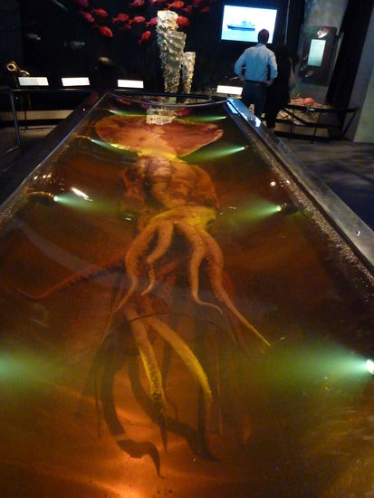 Und das ist dieser Riesentintenfisch (ueber 4m lang)! Baehhh! Auf den sind sie total stolz, denn das ist der einzige ausgestellte weltweit! Den haben sie ausversehen gefangen. Natuerlich konnte man auch das Video anschauen wie sie ihn gefangen und praepariert haben. Pfui und gruselig!
Ahhh und die Augen (so gross wie Fussbaelle) und Teile der Innereien waren extra ausgestellt....
:/