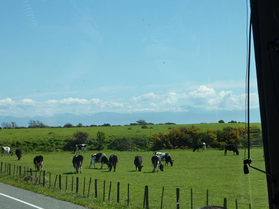 Na zum Glueck gibt's auf der Suedinsel immernoch jede Menge Gruen und Viecher! 
