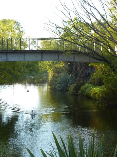 Ein weisser Schwan ist hier eine Raritaet! Normal sind die hier schwarz! Kein Scheiss!