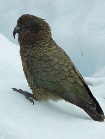 Dieser Kollege taucht ploetzlich auf und wandert mit uns.