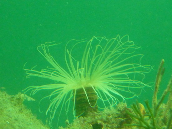 Das sind se noch nicht, sahen nur einfach so schoen aus!