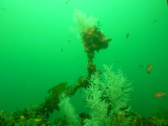 Das sind die schwarzen Korallen.
Ja die schwarze Koralle ist weiss! 