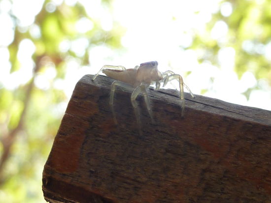 Das ist nicht die aus meiner Huette, sondern eine, die mir beim Mittagessen Gesellschaft geleistet hat...