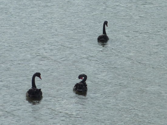 Das sind die normalen Schwaene hier....schwarz...hm...