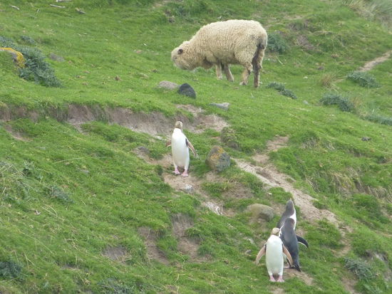 Neuseeland bringt echt die komischsten Kombinationen zu Stande!
Die Pinguine klettern die Klippe hoch um zu ihren Nestern zu kommen...natuerich durch die Schafherde...