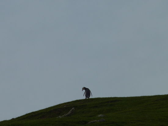 Kaum zu fassen, dass die echt den Berg hoch und runter steigen. Wenn man ihnen zuschaut denkt man die kommen kaum 3 Schritte weit! 
