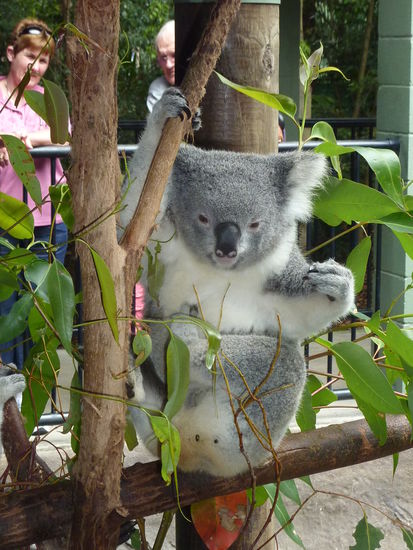 Erst dachte ich, dass ich auf jeden Fall einen mit heim bringen muss, aber dann hab ich einen anfassen duerfen und gemerkt: die sind garnicht so weich wie sie aussehen! Das hat mich davon abgehalten einen zu stehlen! 