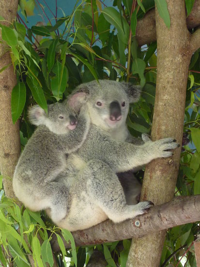 Aber suess sind sie trotzdem!