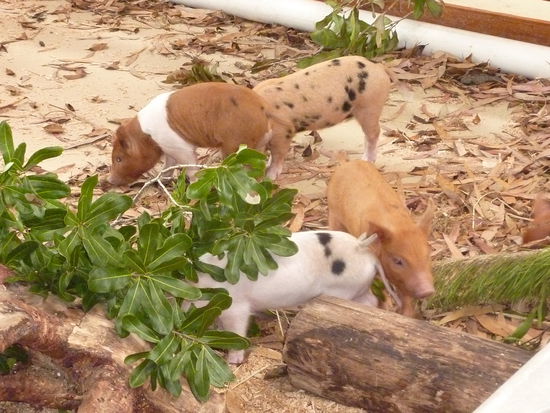 Hihihi!!! Ich weiss, die gibt's bei uns auch....die haben gleich gesprochen wie die daheim und haben auch nen Sauhaufen gemacht, wenn man angefangen hat eines zu kraulen! 