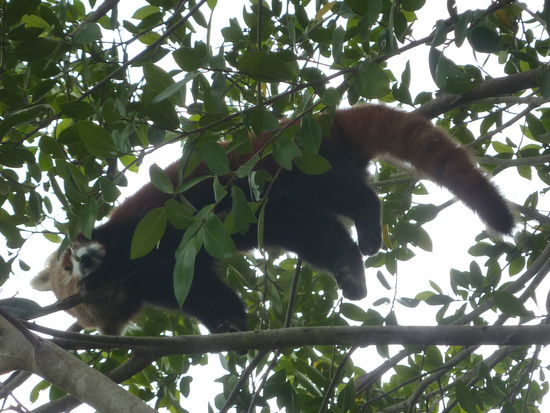 Der Rote Panda - waer haette gedacht, dass wir ihn hier noch zusammen sehen!