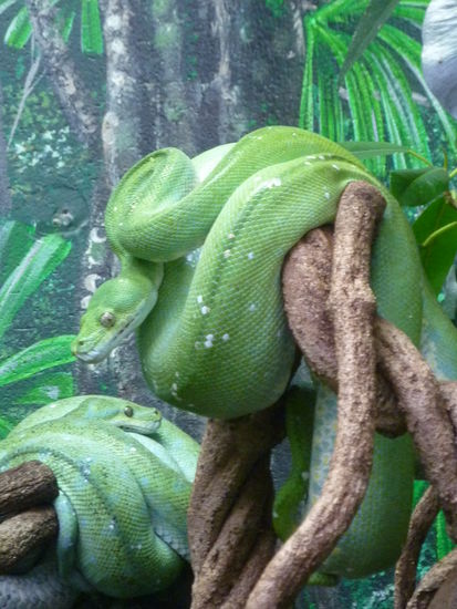 Ich find's ja eigentlich auch langweilig Zoobilder zu zeigen, aber die Viecher gibt's halt in Australien ECHT draussen!!!