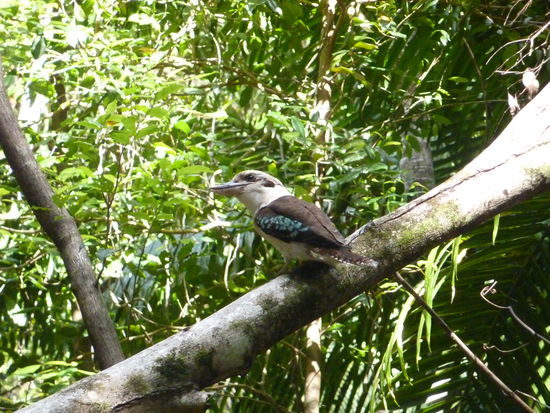 Kookaburra