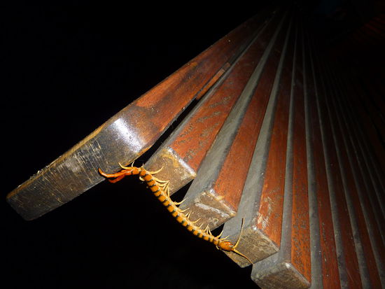 Baahhh!!! Aber das war das bisher schlimmste was ich ausserhalb des Zoos hier gesehen habe! Geht noch!