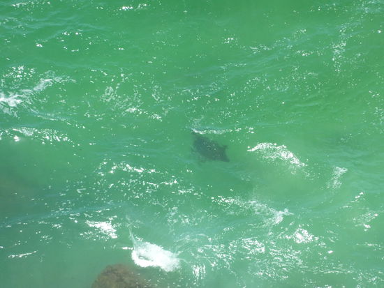 Die Schildkroete hat leider nicht so lange mit dem wieder abtauchen gewartet wie ich gebraucht haette, um ordentlich ran zu zoomen.