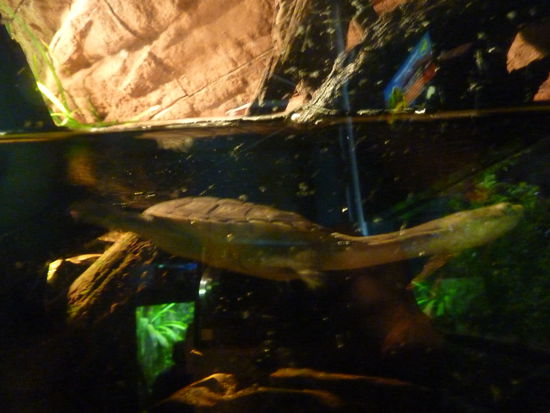 Hahaaa und das ist ne Langhalsschildkroete!!!  Wie kann man nur so doof aussehen?!?! 